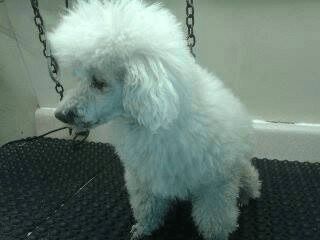White poodle with a fluffy head and body, standing on a black mat.