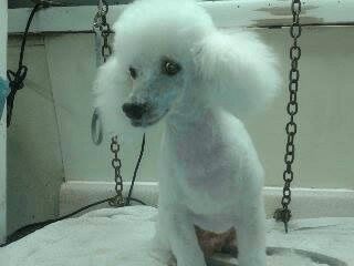 White poodle with groomed face and ears, sitting on a towel in a grooming setting.