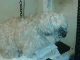 A light tan dog with dark muzzle is being groomed on a white surface.