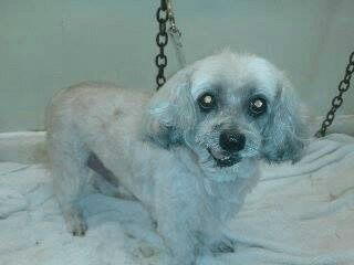 Small white dog with dark eyes and black nose, standing on a white towel.