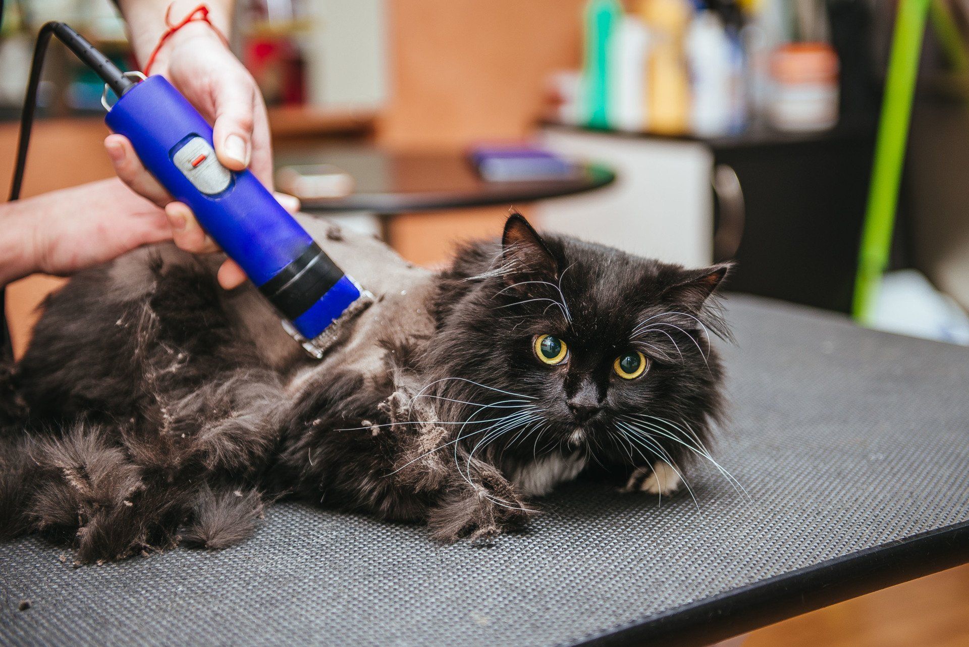 Pet Grooming And Sitting Services Reference: Mobile Pet Grooming Wesley Chapel Fl Barker S Mobile Pet