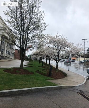 Commercial landscaping service