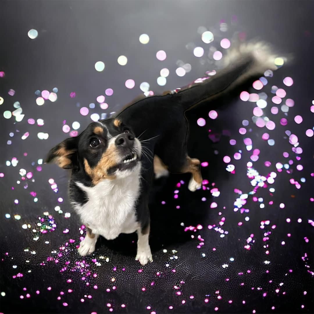 Dog with black and white fur looking up, surrounded by sparkling confetti on a dark background.