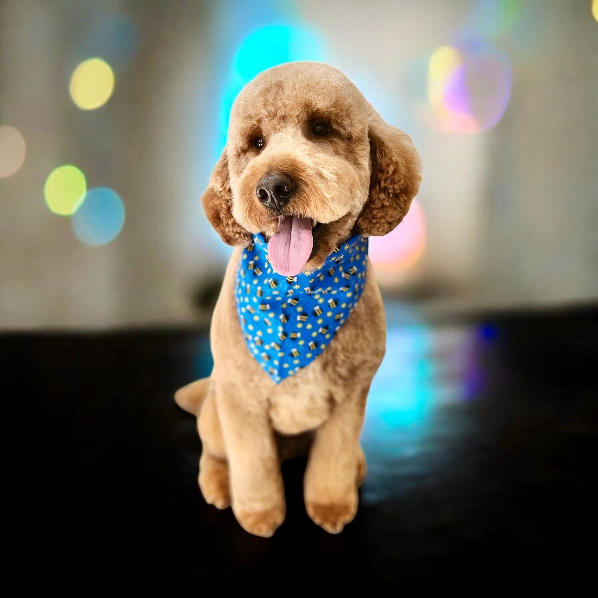 A light brown poodle with a blue bandana, sitting with its tongue out, against a blurred background.