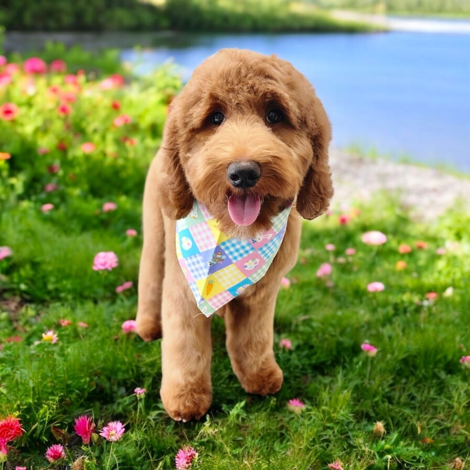 Brown Goldendoodle with a colorful bandana stands in a field of flowers near water.