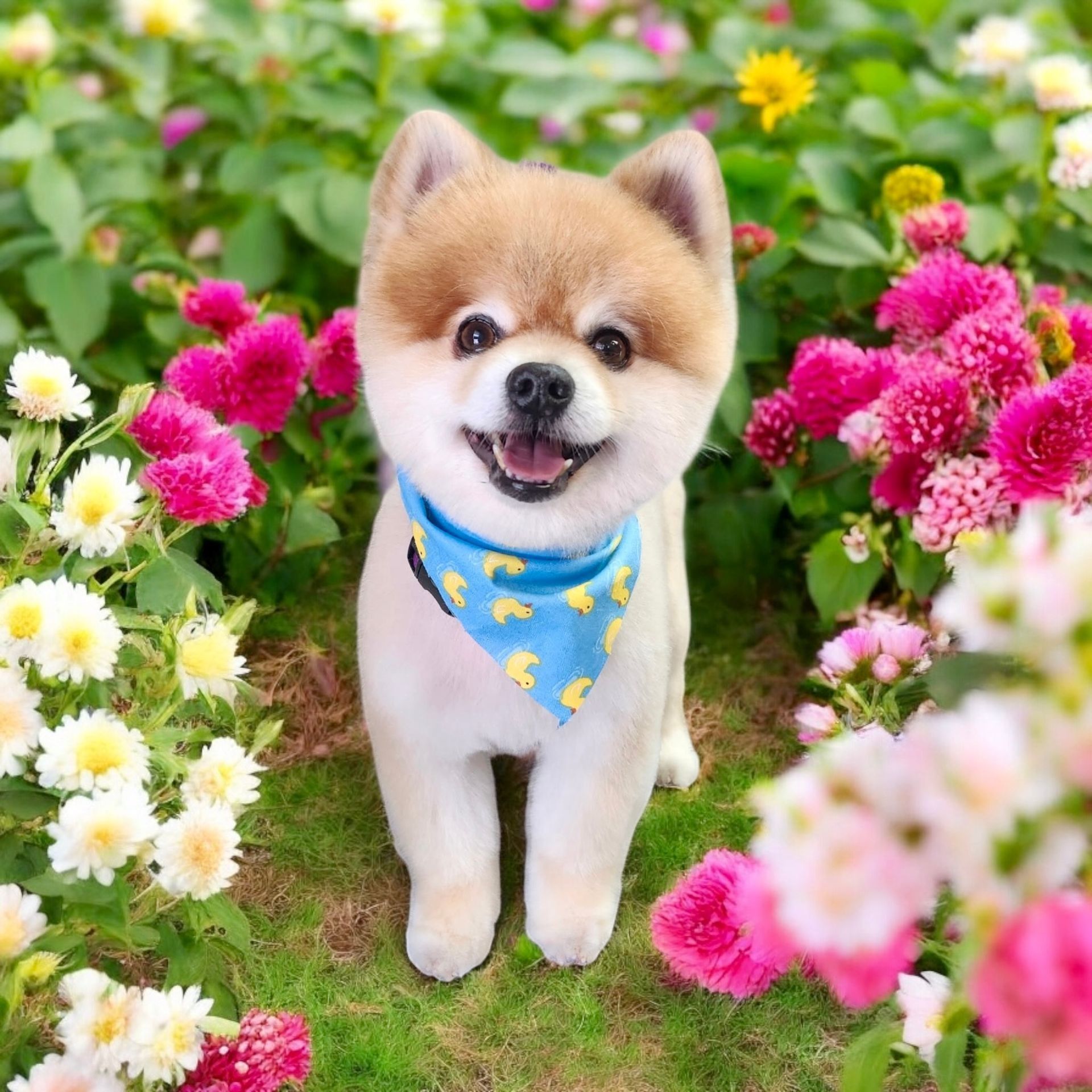 Smiling Pomeranian dog wearing a blue bandana surrounded by colorful flowers.