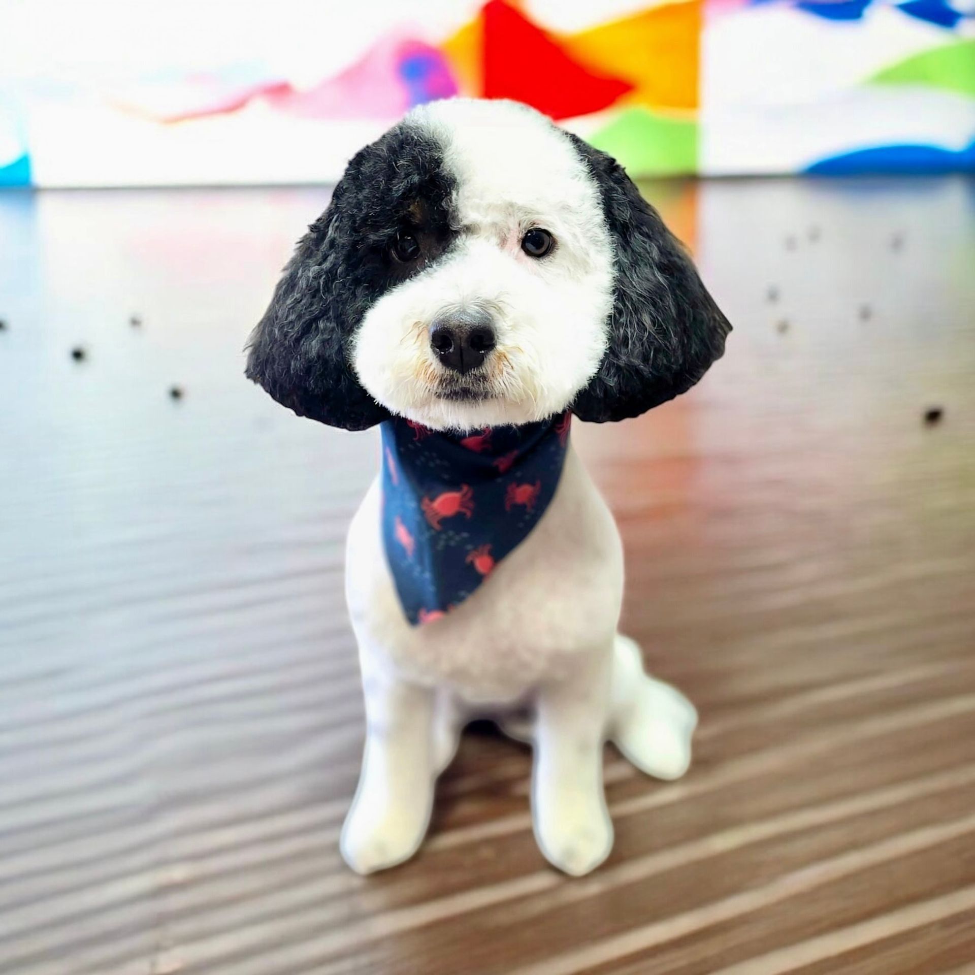 Black and white poodle with a bandana, sitting on a wooden floor.