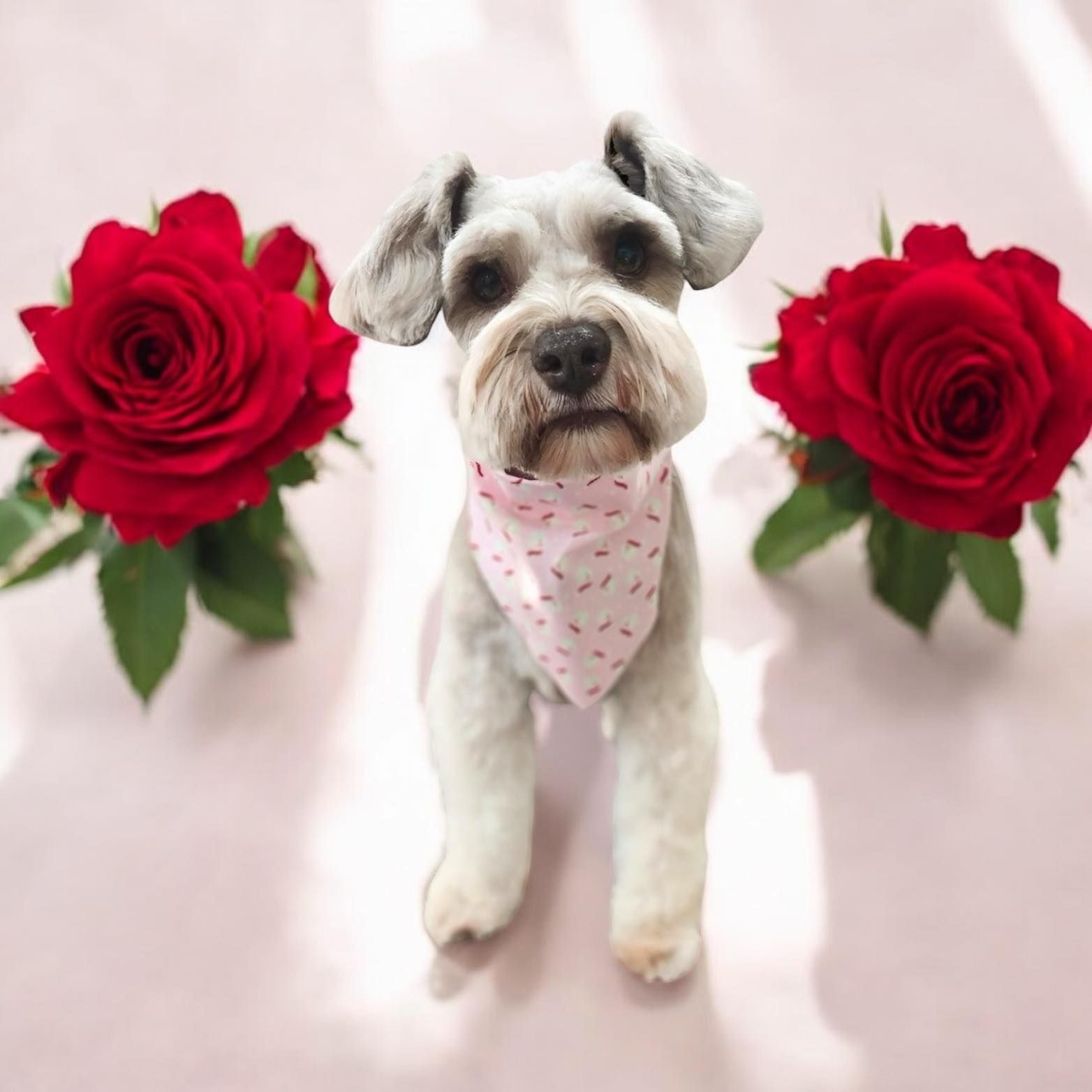 Schnauzer wearing a pink bandana stands between two red roses on a pink surface.