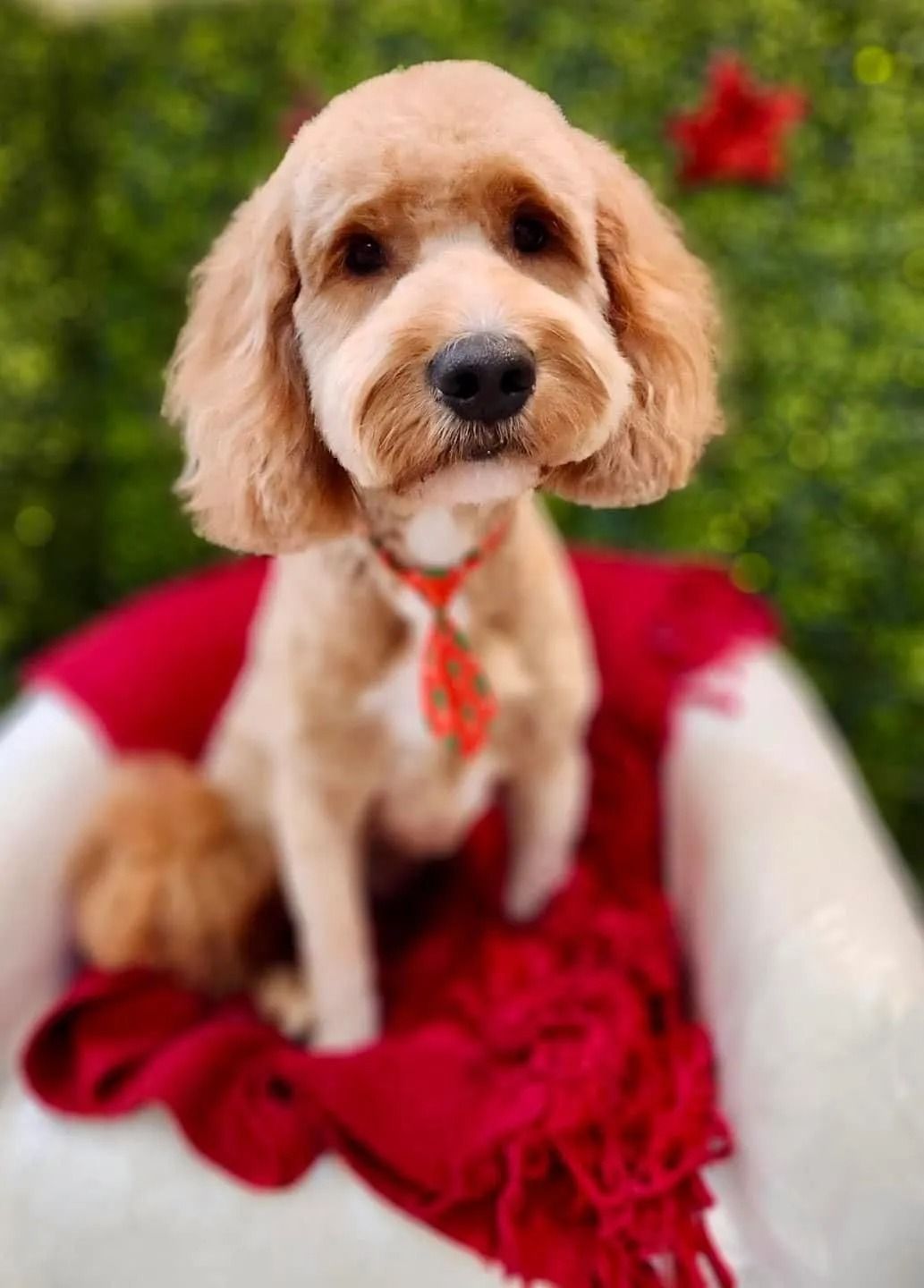 Tan Cockapoo sits in white chair, wearing a red tie, on a red blanket against green background.