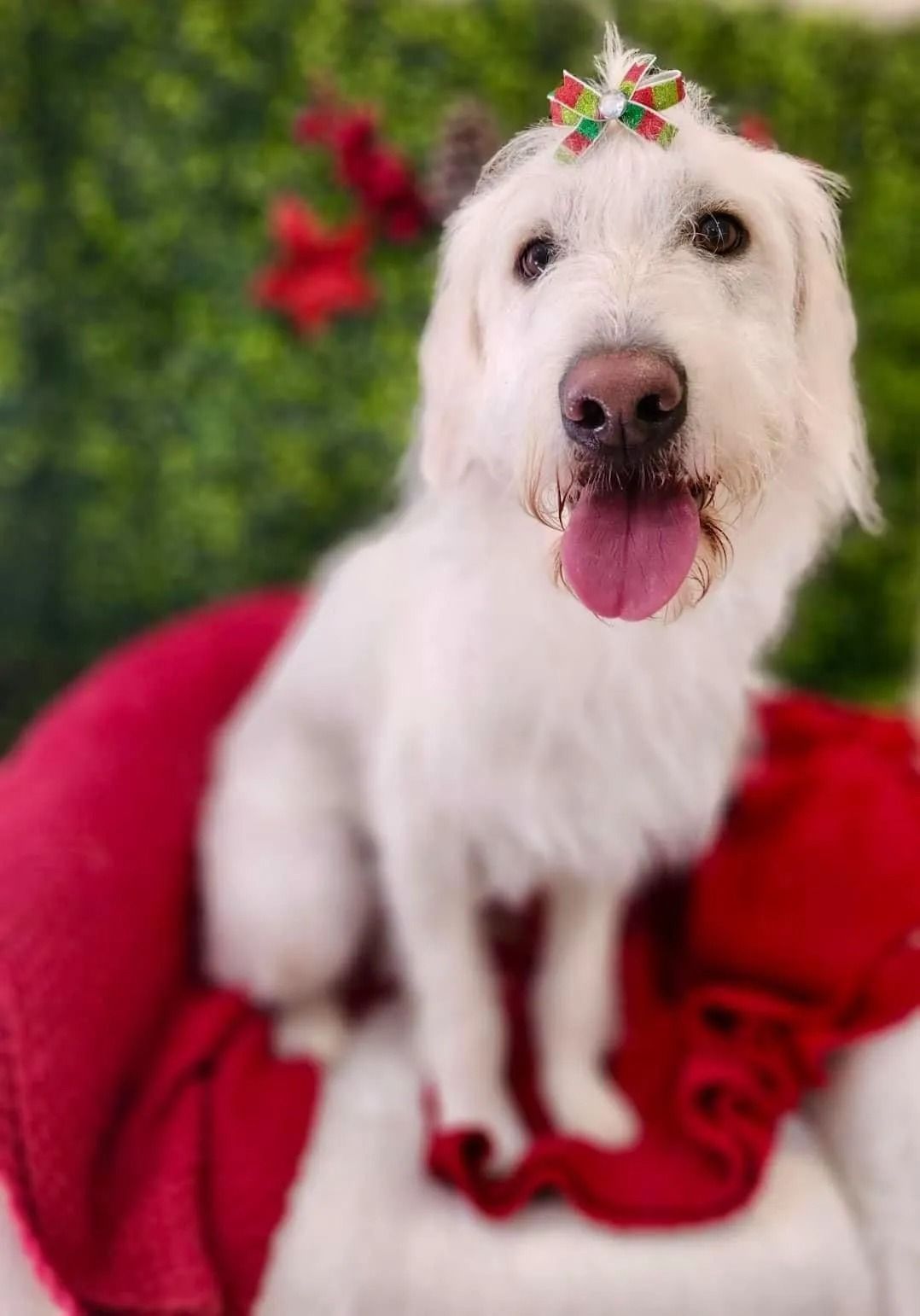 White dog with a colorful bow sits on red blanket, tongue out, in front of a green backdrop.