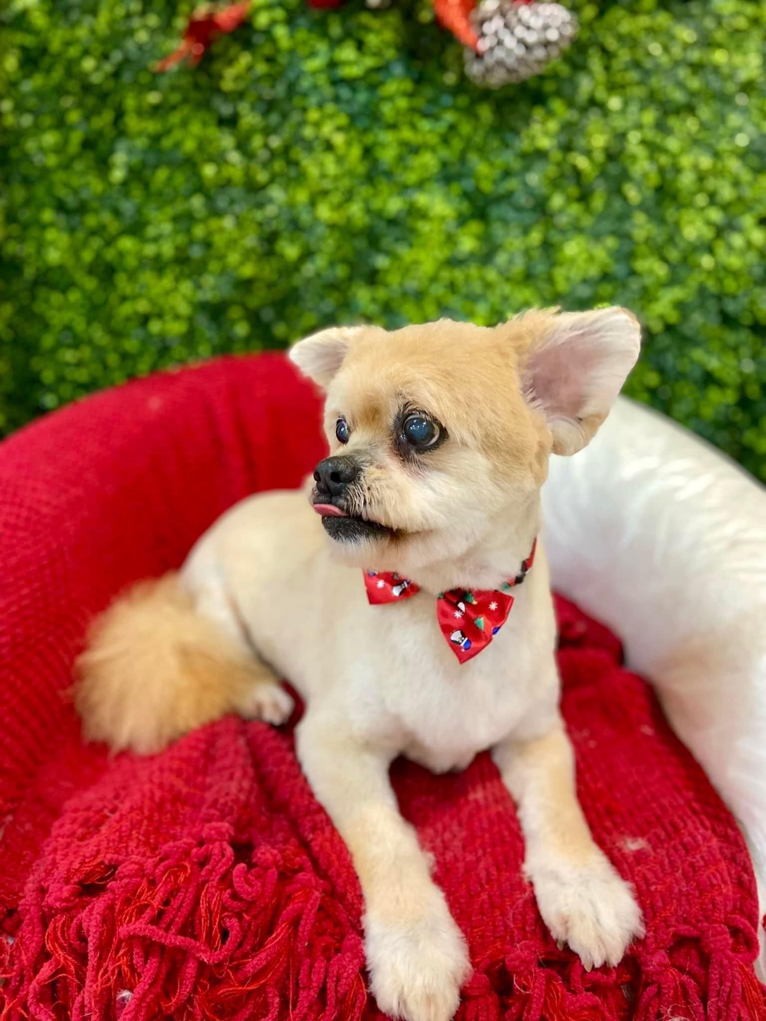 Tan dog with a red bow tie, resting on a red cushion with green foliage in the background.