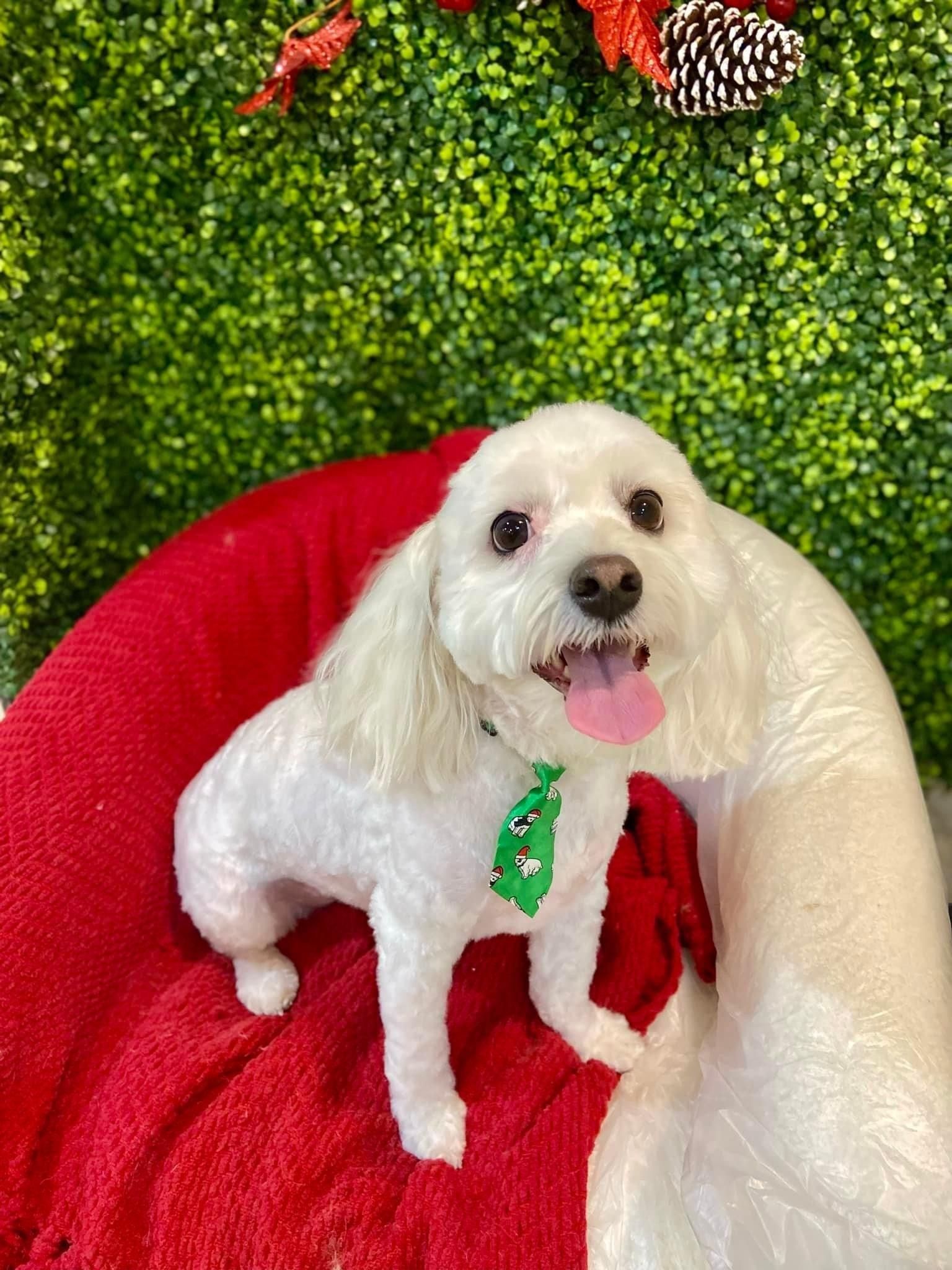 White dog with green tie sits on a red surface, tongue out, against green background.