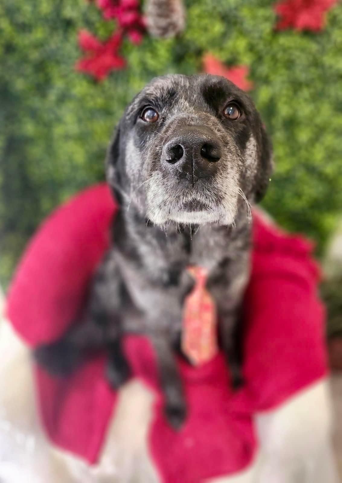 Black and gray dog with white muzzle and face, held by a person wearing red, with green and red decor behind.