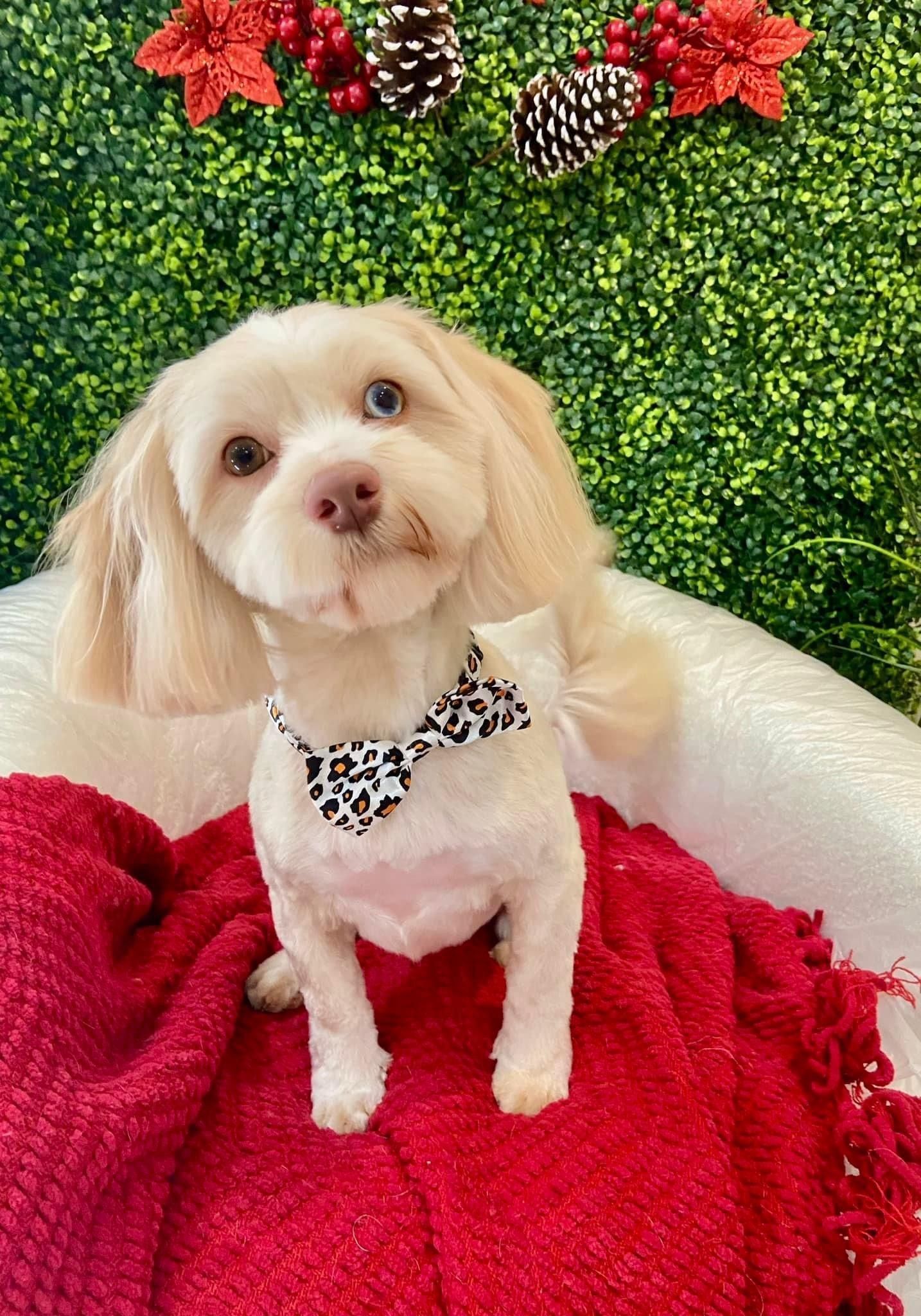A light-colored dog with a bow tie sits on a red blanket in front of a green backdrop with Christmas decorations.