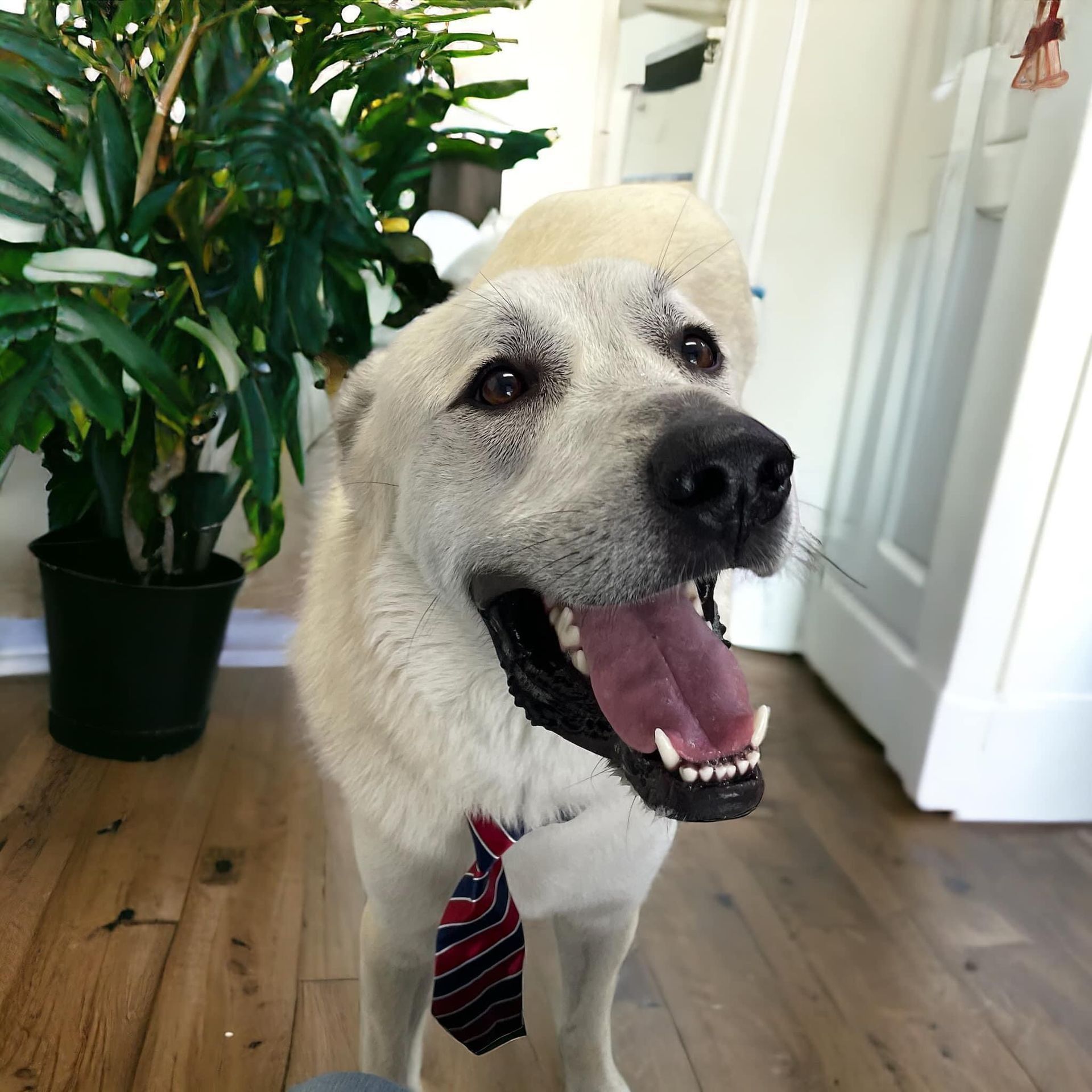 White dog wearing a striped tie, panting happily. Houseplant in background.