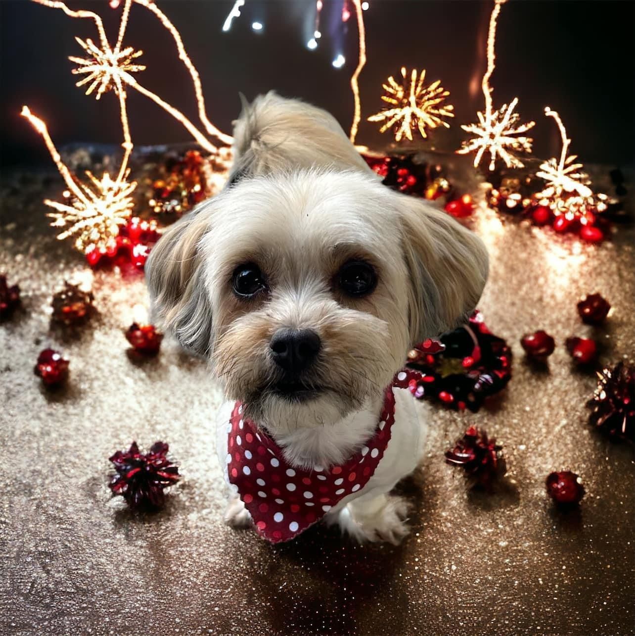 Small dog wearing a red polka-dot bandana, surrounded by Christmas decorations on a glittery surface.