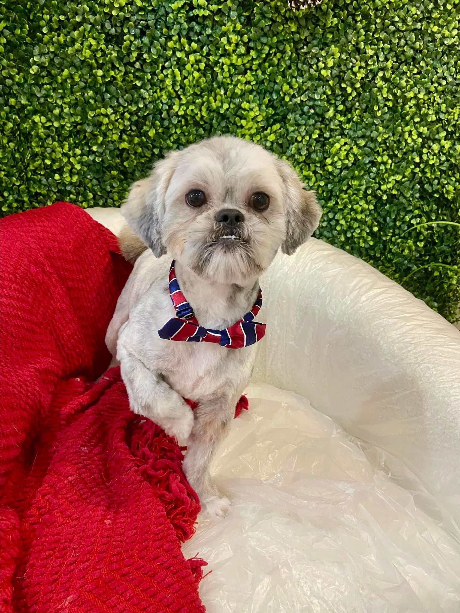 Small gray dog wearing a bow tie sits on red fabric, with a green background.