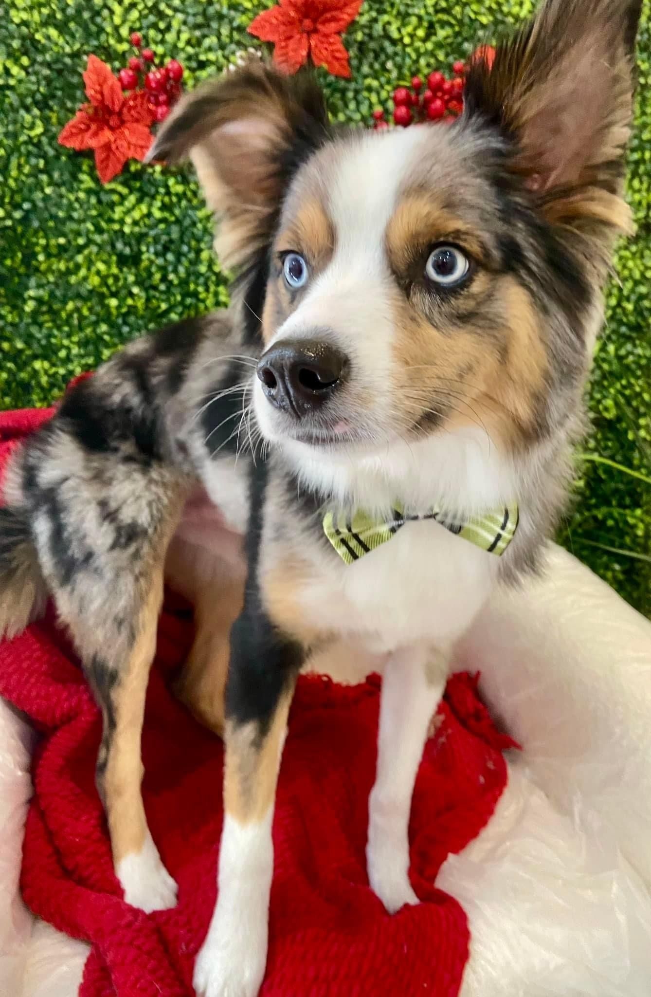 Miniature Australian Shepherd with heterochromatic eyes wearing a bow tie, posing against a festive background.