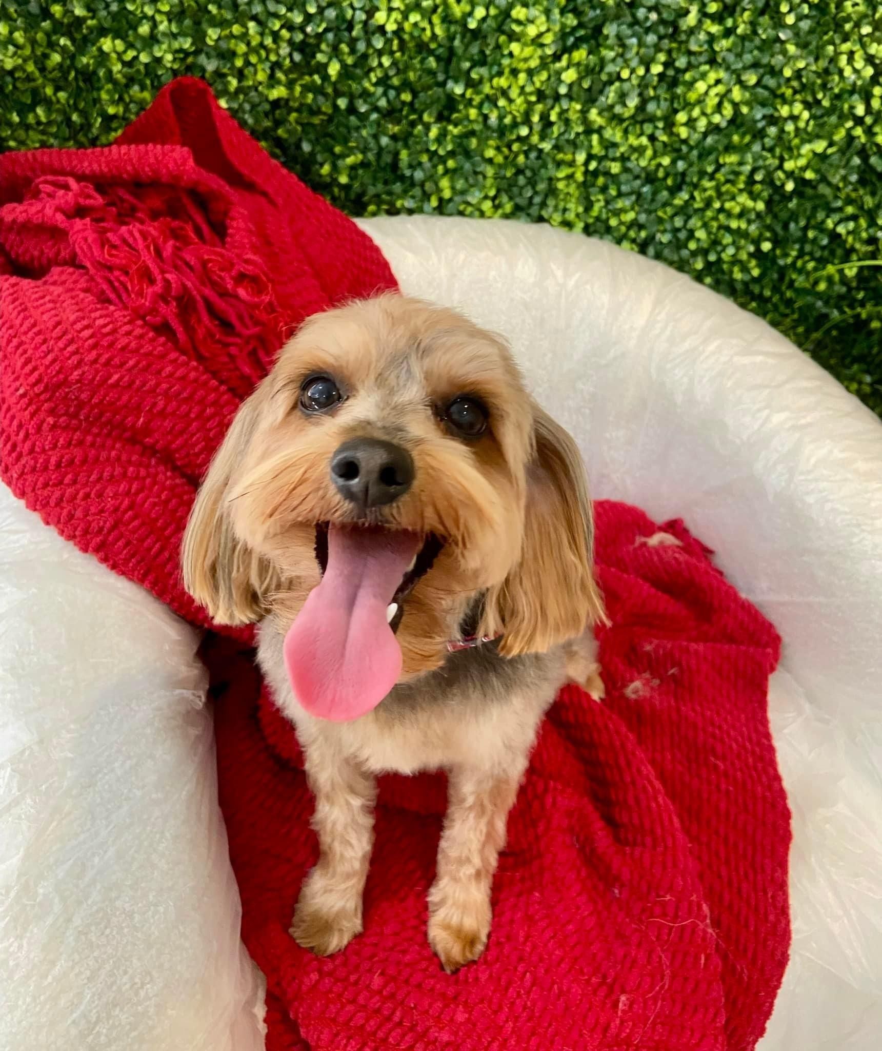 Happy-faced dog with tan and gray fur, tongue out, sitting on a red blanket in a white chair.