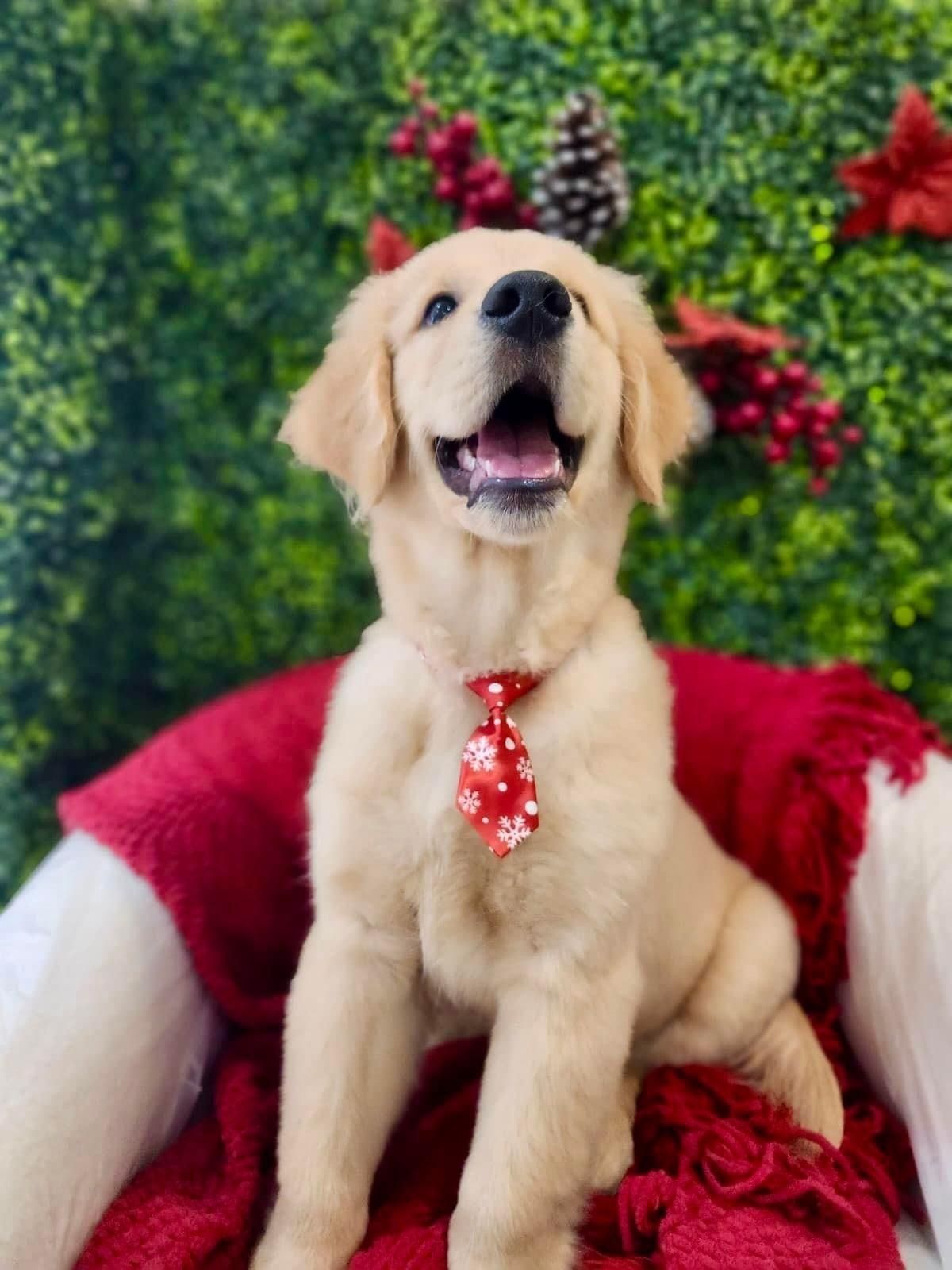 Golden retriever puppy wearing a red floral tie, sitting on a red blanket with green foliage background.