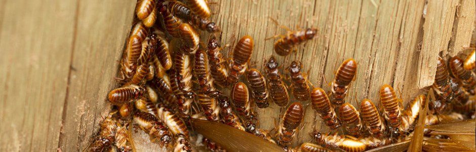 Migrating Termites
