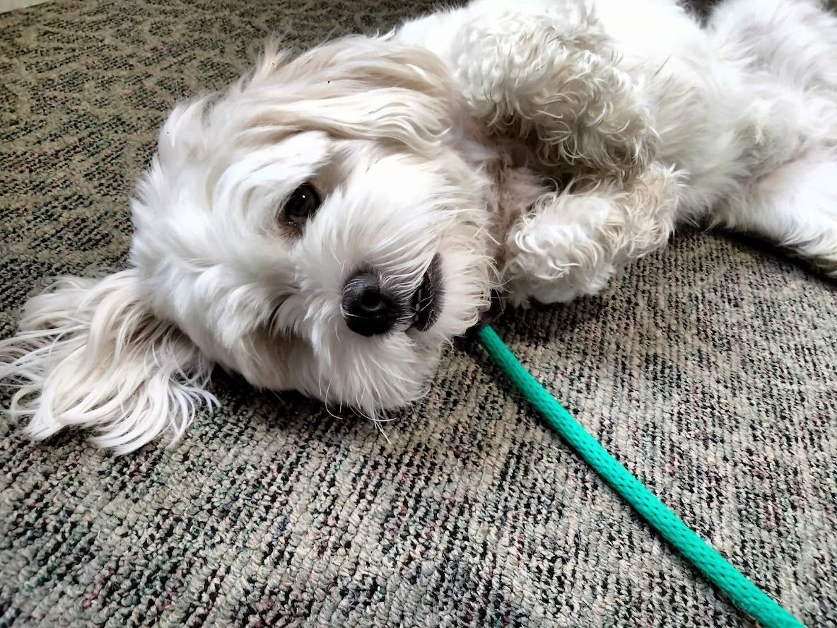 Dog boarding and training