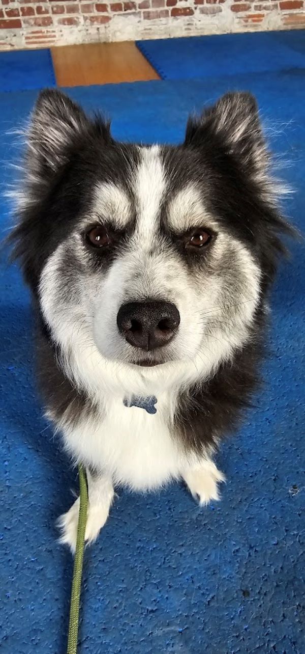 Dog boarding and training