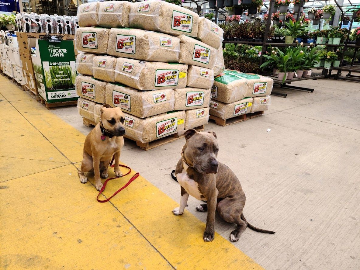 Dog boarding and training