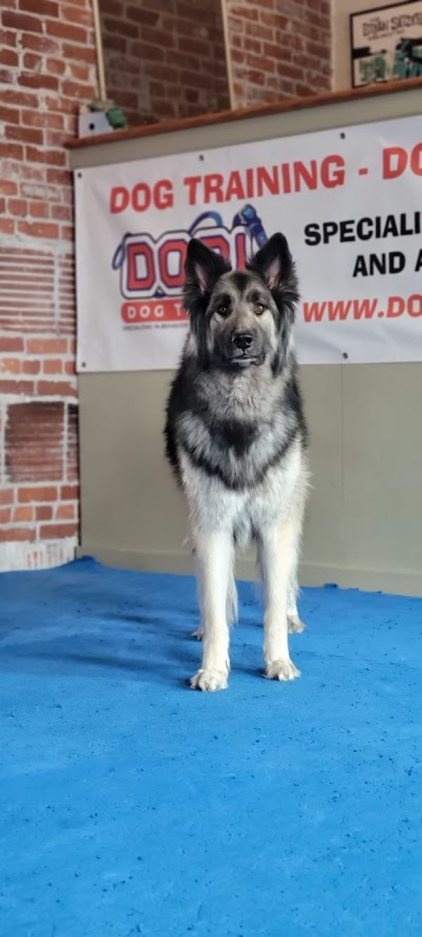 Dog boarding and training