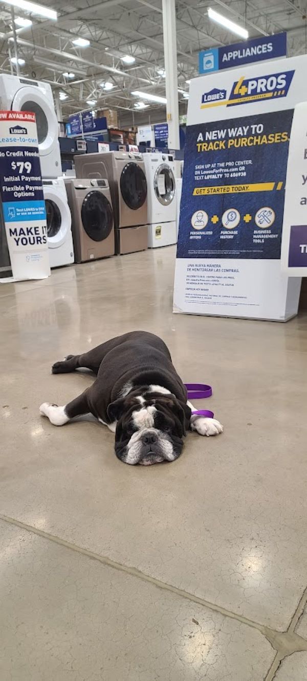 Dog private training