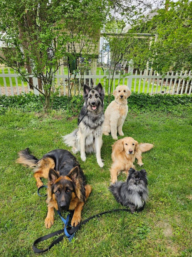 Dog private training