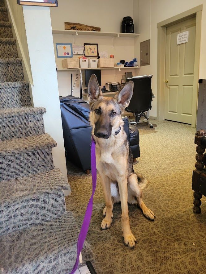 Dog private training