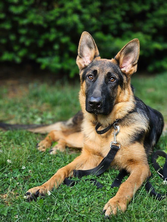 Dog private training