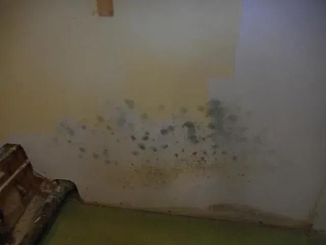 a wall with a lot of mold on it in a room