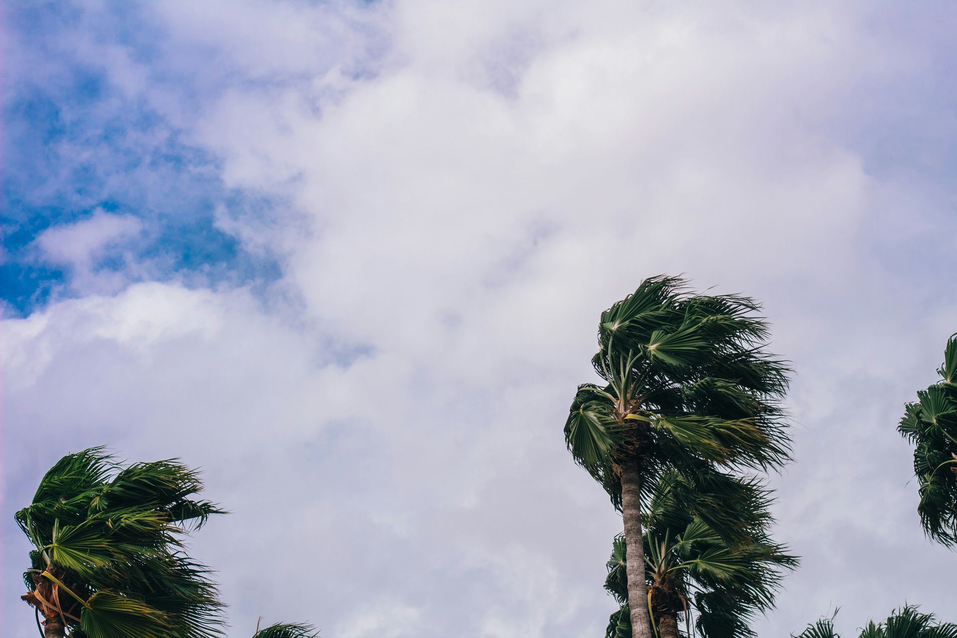 A group of palm trees blowing in the wind on a cloudy day.