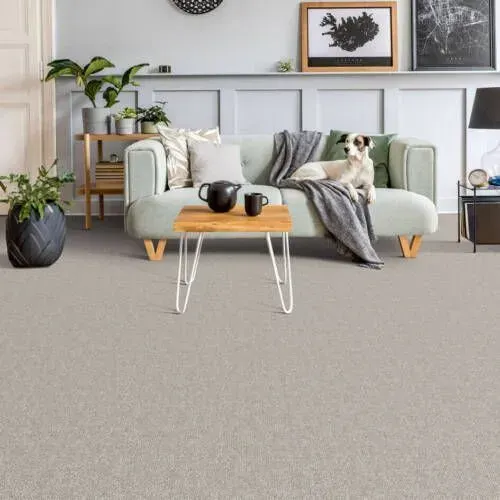 Living room with light-colored carpet, sofa, small table, dog, plants, and wall art.