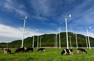 Several wind turbines stand in a green pasture with grazing black and white cows against a backdrop of forested hills.