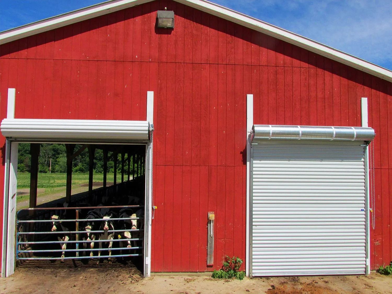 Red barn with two roll-up doors; one open to cows inside, one closed.