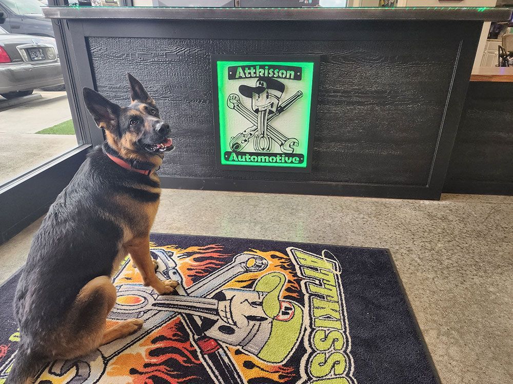 A dog is sitting in front of a sign that says automotive