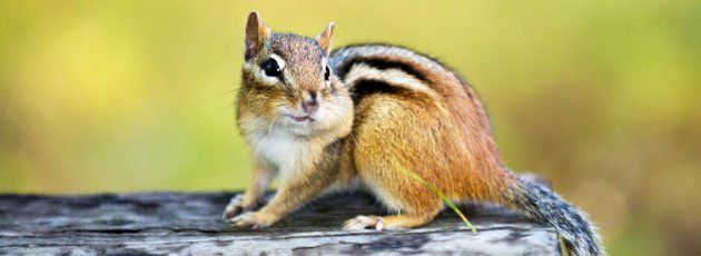 Squirrel Removal, Chipmunk Trapping