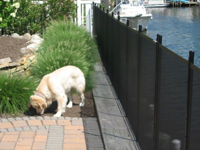 Light-colored dog sniffing by a waterside walkway beside a black fence and green plants