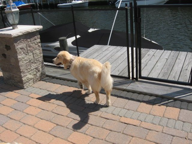 Golden dog standing on a dock by a waterfront gate, looking toward the water.