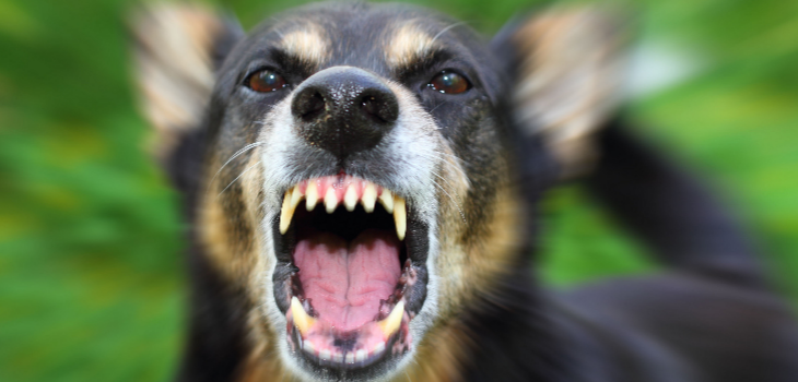 Dog Attack