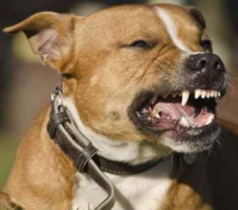 Dog Attack