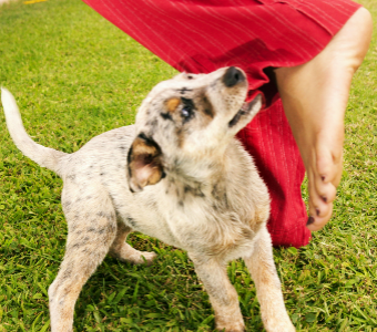 Dog Attack