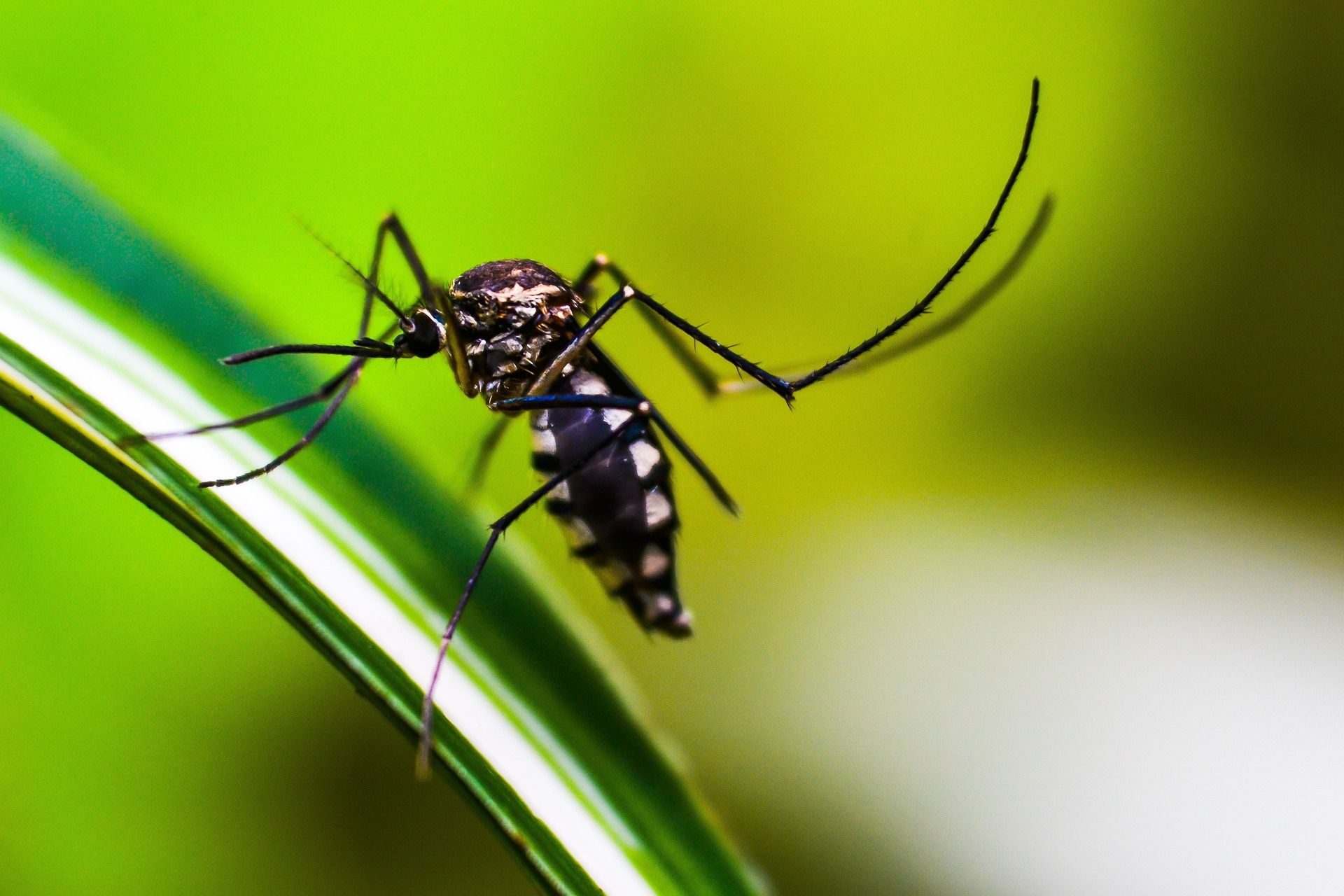 Ant Control