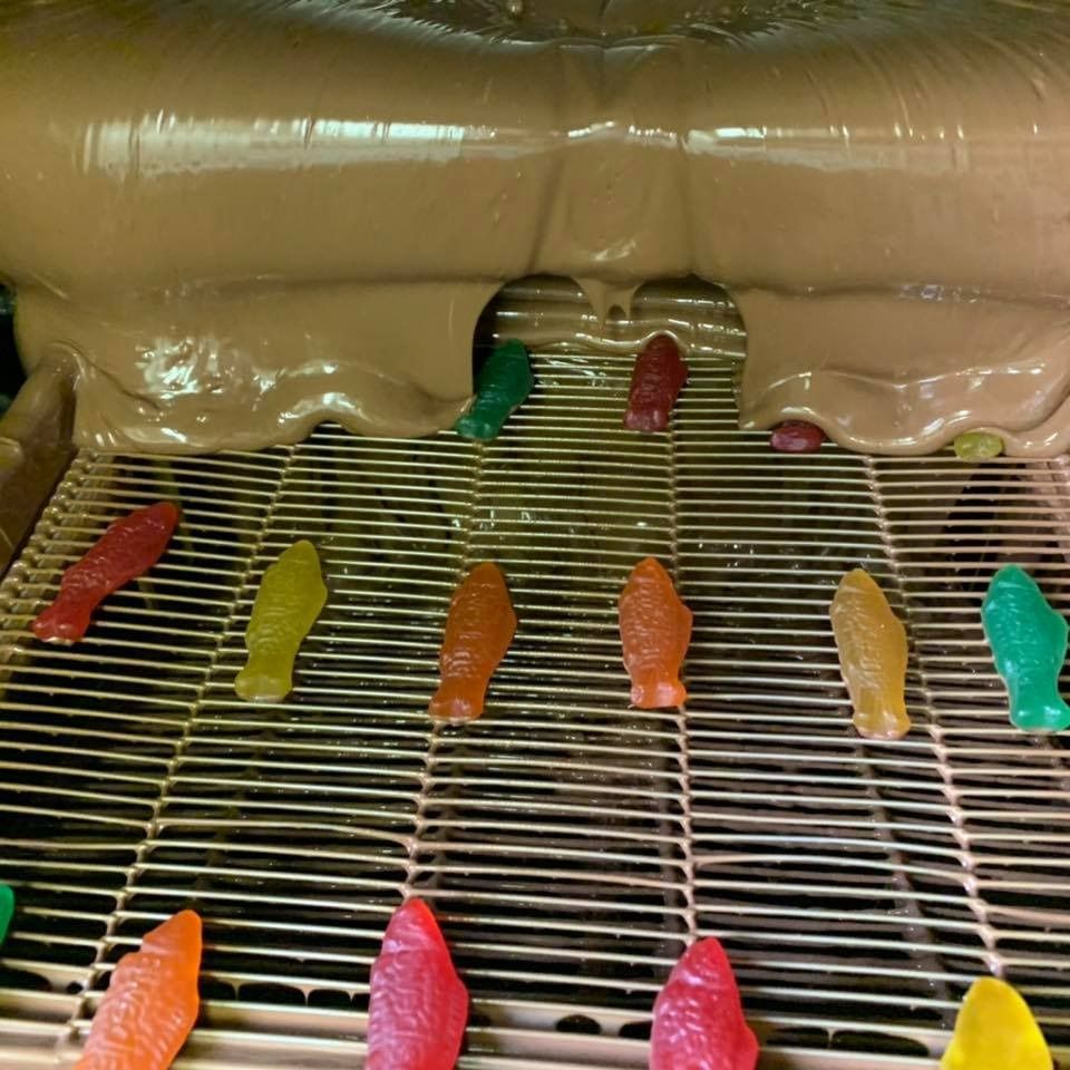 Candy fish on a conveyor belt being covered in brown liquid.