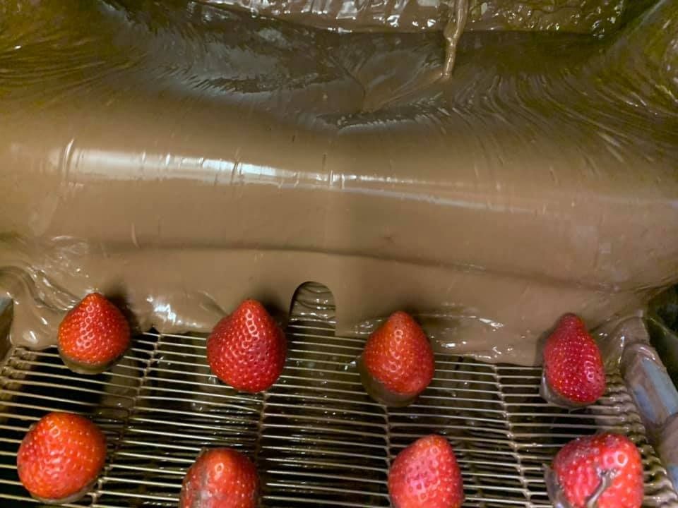 Strawberries lined on a grate under flowing chocolate in a fountain.