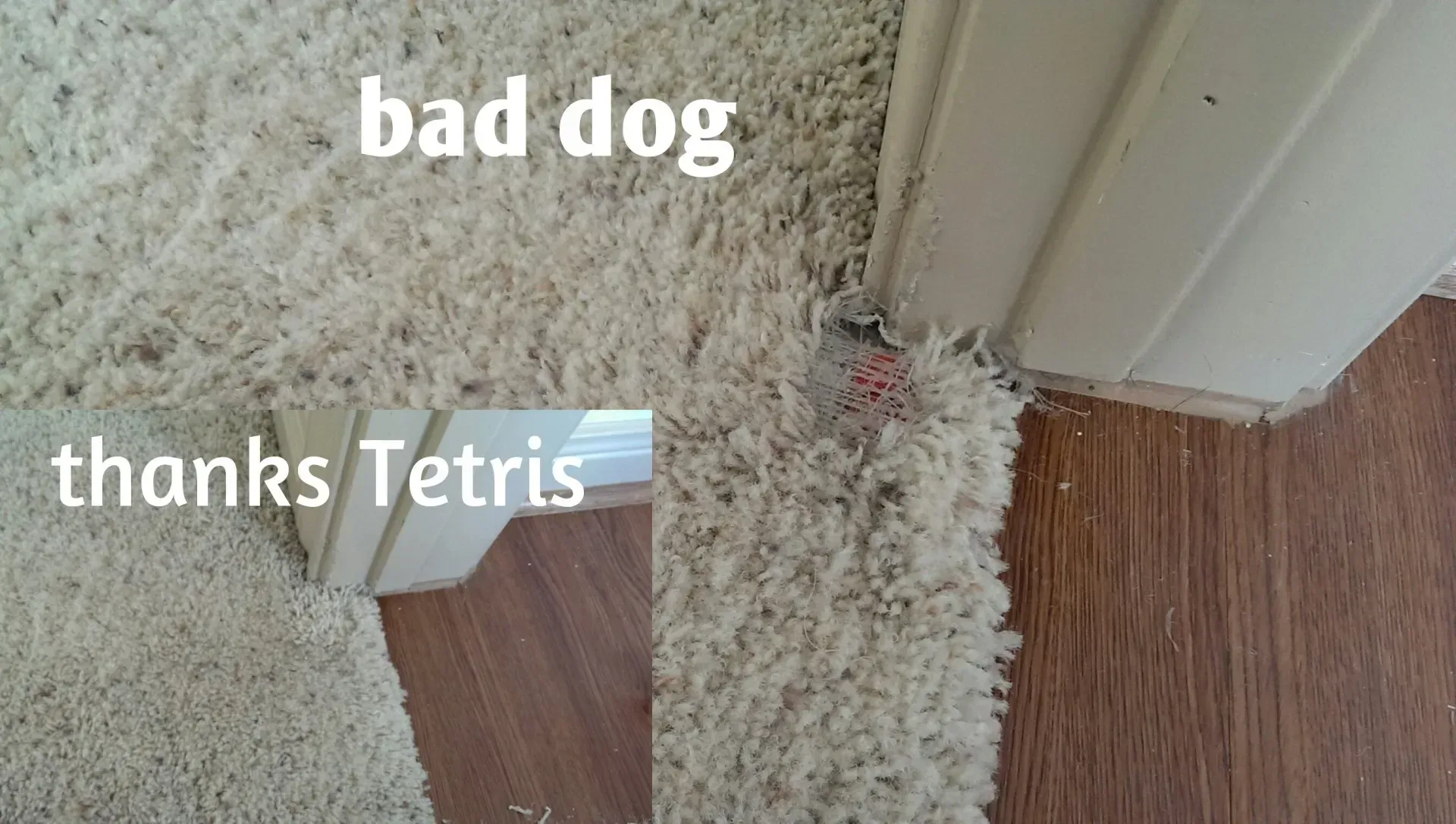 Shaggy white dog by a doorway with text overlay “bad dog” and “thanks Tetris”