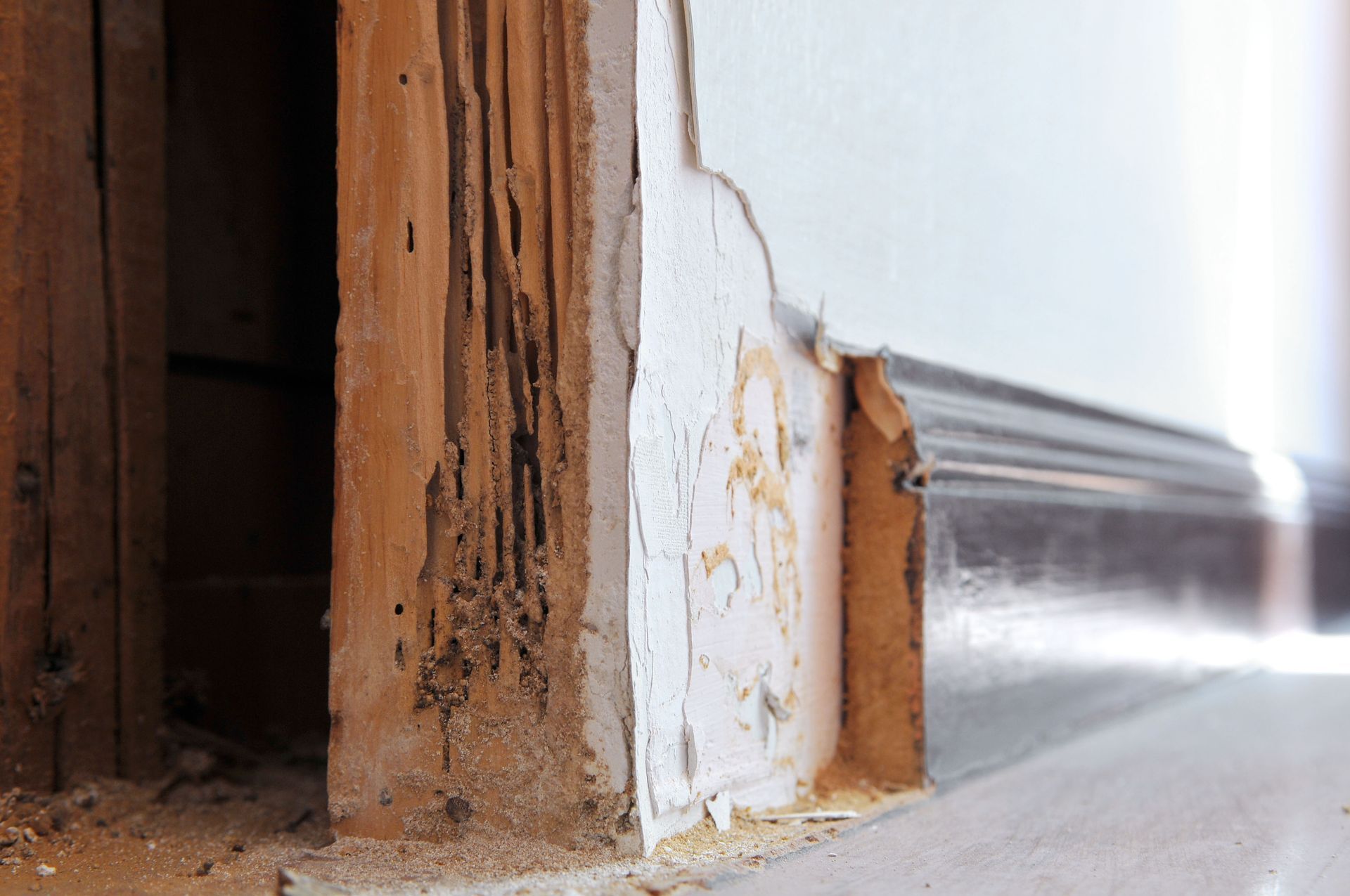 termite exterminator